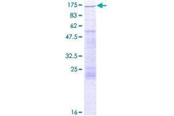 FUK Protein (AA 1-1084) (GST tag)