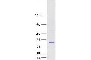Western Blotting (WB) image for Calpain, Small Subunit 1 (CAPNS1) (Transcript Variant 1) protein (Myc-DYKDDDDK Tag) (ABIN2713113)