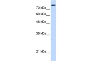 Western Blotting (WB) image for anti-Non-SMC Condensin I Complex, Subunit H (NCAPH) antibody (ABIN2462960) (NCAPH 抗体)