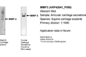 Western Blotting (WB) image for anti-Matrix Metallopeptidase 3 (Stromelysin 1, Progelatinase) (MMP3) (Middle Region) antibody (ABIN2777121) (MMP3 抗体  (Middle Region))