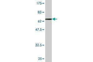 Western Blot detection against Immunogen (65. (PNMA2 抗体  (AA 1-364))