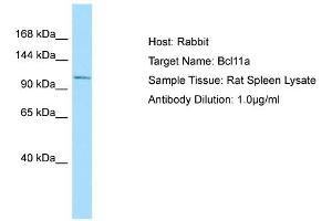 Host: Rabbit  Target Name: Bcl11a  Sample Tissue: Rat Spleen lysates  Antibody Dilution: 1. (BCL11A 抗体  (N-Term))