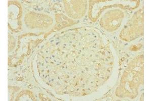 Immunohistochemistry of paraffin-embedded human kidney tissue using ABIN7156183 at dilution of 1:100 (RNASE9 抗体  (AA 27-205))