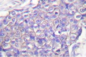 Image no. 2 for anti-CD40 (CD40) antibody (ABIN271944) (CD40 抗体)