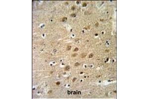 KCNG3 Antibody (N-term) (ABIN651145 and ABIN2840097) IHC analysis in formalin fixed and paraffin embedded human brain tissue followed by peroxidase conjugation of the secondary antibody and DAB staining. (KCNG3 抗体  (N-Term))