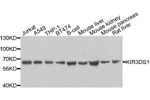 Western blot analysis of extracts of various cell lines, using KIR3DS1 antibody. (KIR3DS1 抗体)