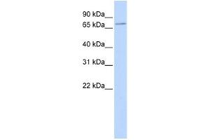 SLC5A5 antibody used at 1 ug/ml to detect target protein. (SLC5A5 抗体)