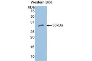 Western Blotting (WB) image for anti-Carbonic Anhydrase II (CA2) (AA 1-260) antibody (ABIN1858207) (CA2 抗体  (AA 1-260))