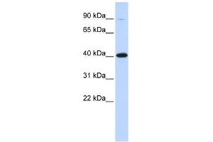 ZFP42 antibody used at 1. (ZFP42 抗体  (Middle Region))