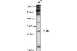 Western blot analysis of extracts of HeLa cells, using KLK12 antibody (ABIN7268066) at 1:1000 dilution. (Kallikrein 12 抗体  (AA 18-150))