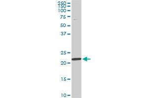 Western Blotting (WB) image for anti-Ribosomal Protein S7 (RPS7) (AA 95-194) antibody (ABIN562725)