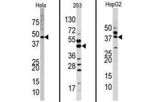 Western blot analysis of anti-MAPK1 Antibody (Center) Pab in Hela, 293, and HepG2 cell line lysates. (ERK2 抗体  (Middle Region))