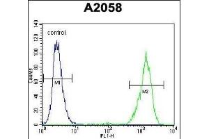 RAB10 Antibody (Center) (ABIN656106 and ABIN2845448) flow cytometric analysis of  cells (right histogram) compared to a negative control cell (left histogram).