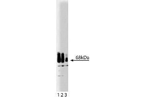 Western blot analysis of Paxillin on a A431 cell lysate (Human epithelial carcinoma, ATCC CRL-1555). (Paxillin 抗体  (AA 1-557))