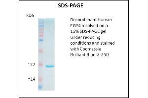 SDS-PAGE (SDS) image for Fibroblast Growth Factor 4 (FGF4) (Active) protein (ABIN5509808) (FGF4 蛋白)