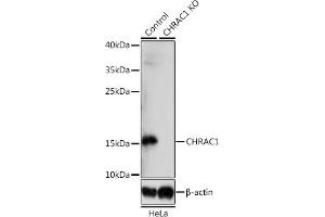 Western blot analysis of extracts from normal (control) and CHR knockout (KO) HeLa cells, using CHR antibody (ABIN7266355) at 1:1000 dilution. (CHRAC1 抗体  (AA 1-131))