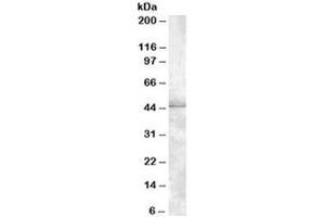 Western blot testing of HeLa lysate with MBNL1 antibody at 1ug/ml. (MBNL1 抗体)