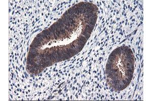 Image no. 9 for anti-F-Box Protein 21 (FBXO21) antibody (ABIN1498231) (FBXO21 抗体)