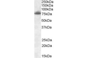 Image no. 1 for anti-delta-Like 1 (DLL1) (Internal Region) antibody (ABIN375140) (DLL1 抗体  (Internal Region))