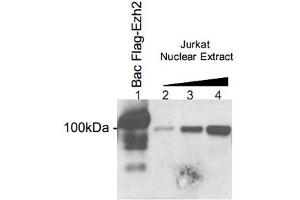Western blot analysis using the Ezh2 polyclonal antibody . (EZH2 抗体  (AA 1-343))