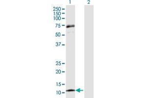 Western Blot analysis of CCL13 expression in transfected 293T cell line by CCL13 MaxPab polyclonal antibody. (CCL13 抗体  (AA 1-98))