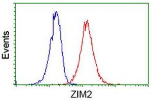 Flow Cytometry (FACS) image for anti-Zinc Finger, Imprinted 2 (ZIM2) (AA 1-150), (AA 428-527) antibody (ABIN1490589) (ZIM2 抗体  (AA 1-150, AA 428-527))