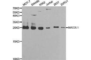 Western blot analysis of extracts of various cell lines, using MAD2L1 antibody (ABIN5970848) at 1/1000 dilution. (MAD2L1 抗体)