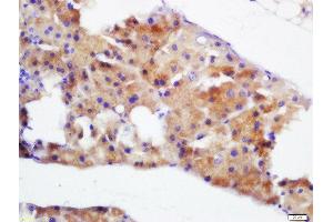 Formalin-fixed and paraffin embedded mouse pancreas labeled with Rabbit Anti-Pancreatic Amylase Polyclonal Antibody, Unconjugated  at 1:200 followed by conjugation to the secondary antibody and DAB staining (Pancreatic Amylase 抗体  (AA 151-250))