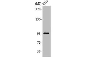 Western Blot analysis of 293 cells using PSMD2 Polyclonal Antibody