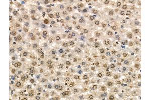 Phospho-MCM2 (Ser108) Antibody at 1/100 staining Rat liver tissue by IHC-P.