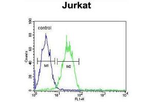 ARGLU1 Antibody (N-term) flow cytometric analysis of Jurkat cells (right histogram) compared to a negative control cell (left histogram). (ARGLU1 抗体  (N-Term))