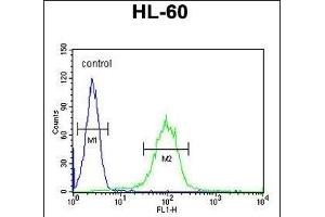CHST2 Antibody (Center) (ABIN654661 and ABIN2844357) flow cytometric analysis of HL-60 cells (right histogram) compared to a negative control cell (left histogram). (CHST2 抗体  (AA 309-335))