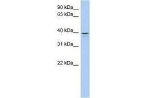 Image no. 1 for anti-Lix1 Homolog Like (LIX1L) (AA 71-120) antibody (ABIN6743730) (LIX1L 抗体  (AA 71-120))