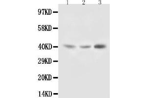 Anti-Decorin antibody, Western blotting Lane 1: Rat Liver Tissue Lysate Lane 2: Rat Kidney Tissue Lysate Lane 3: SMMC Cell Lysate (Decorin 抗体  (C-Term))