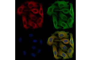 ABIN6258163 and ABIN6275958 staining Hela cells by IF/ICC. (GPR151 抗体  (C-Term))