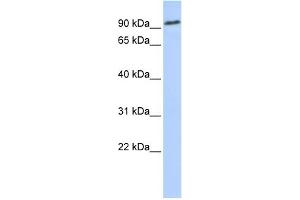 WB Suggested Anti-NOTCH2 Antibody Titration:  0. (NOTCH2 抗体  (Middle Region))