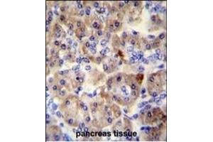 SPRED3 antibody (N-term) (ABIN654220 and ABIN2844058) immunohistochemistry analysis in formalin fixed and paraffin embedded human pancreas tissue followed by peroxidase conjugation of the secondary antibody and DAB staining. (SPRED3 抗体  (N-Term))