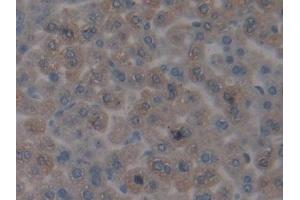 #VALUE! (CENPH 抗体  (AA 28-241))