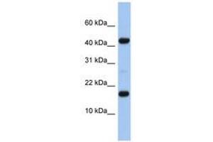 Image no. 1 for anti-Chromosome 5 Open Reading Frame 64 (C5ORF64) (N-Term) antibody (ABIN6741369) (C5ORF64 抗体  (N-Term))