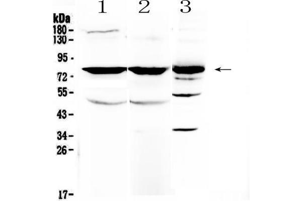 NSF Antikörper  (AA 620-744)