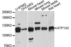 Western blot analysis of extracts of various cell lines, using ATP1A2 antibody. (ATP1A2 抗体)