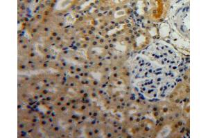 Used in DAB staining on fromalin fixed paraffin-embedded Kidney tissue (PGC 抗体  (AA 17-392))