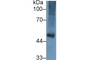 Western Blotting (WB) image for anti-Fibrinogen gamma Chain (FGG) (AA 27-435) antibody (ABIN1078032)