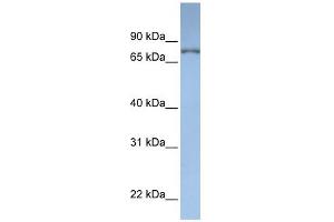 DPP3 antibody used at 1 ug/ml to detect target protein. (DPP3 抗体  (N-Term))