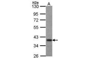 Image no. 1 for anti-Forkhead Box B1 (FOXB1) (AA 313-325) antibody (ABIN467476) (FOXB1 抗体  (AA 313-325))