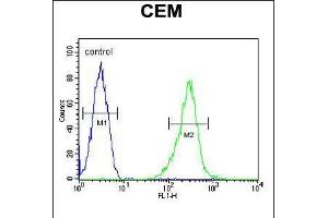 Flow cytometric analysis of CEM cells (right histogram) compared to a negative control cell (left histogram). (KCNV1 抗体  (N-Term))