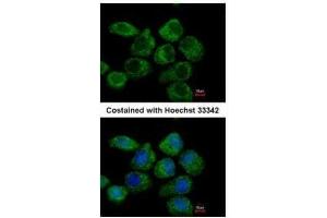ICC/IF Image Immunofluorescence analysis of paraformaldehyde-fixed A431, using G protein alpha Inhibitor 2, antibody at 1:500 dilution.