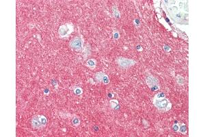 Anti-GNAI3 antibody IHC staining of human brain, cortex. (GNAI3 抗体  (AA 181-230))