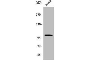 Western Blot analysis of HepG2 cells using ZZZ3 Polyclonal Antibody (ZZZ3 抗体  (Internal Region))