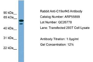 WB Suggested Anti-C19orf45  Antibody Titration: 0. (C19ORF45 抗体  (Middle Region))